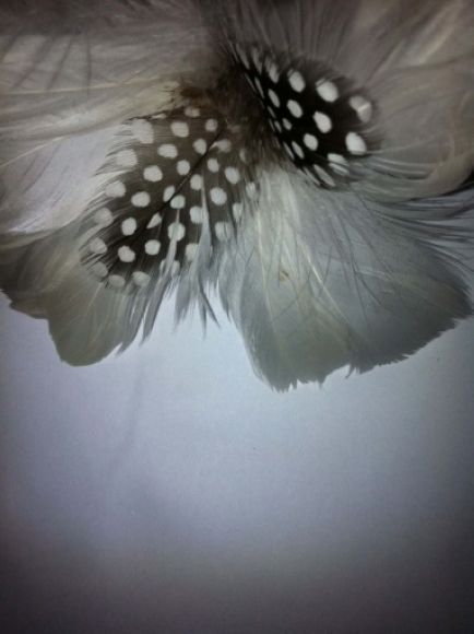 Feather Flower Hat Pin & Corsage Clip | 1 Piece