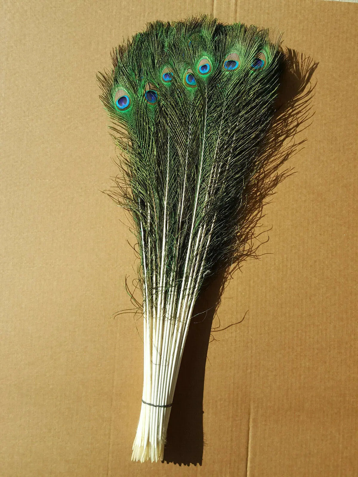 45 - 50 Inches Natural Peacock Feathers FeatherParadise.com