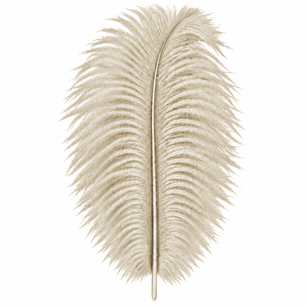12-14 Inch Ostrich Feathers | 12 Pieces