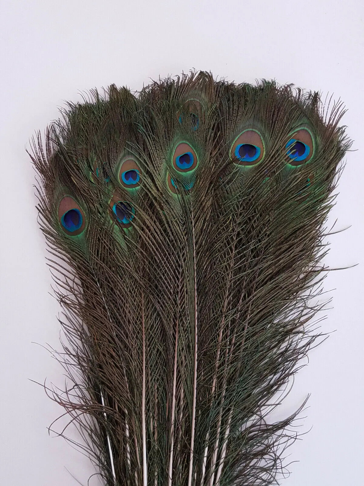 45 - 50 Inches Natural Peacock Feathers FeatherParadise.com
