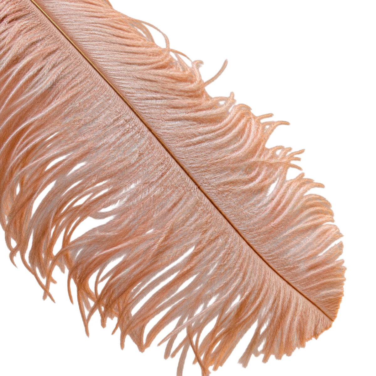 22-24 Inch Ostrich Feathers | 12 Pieces