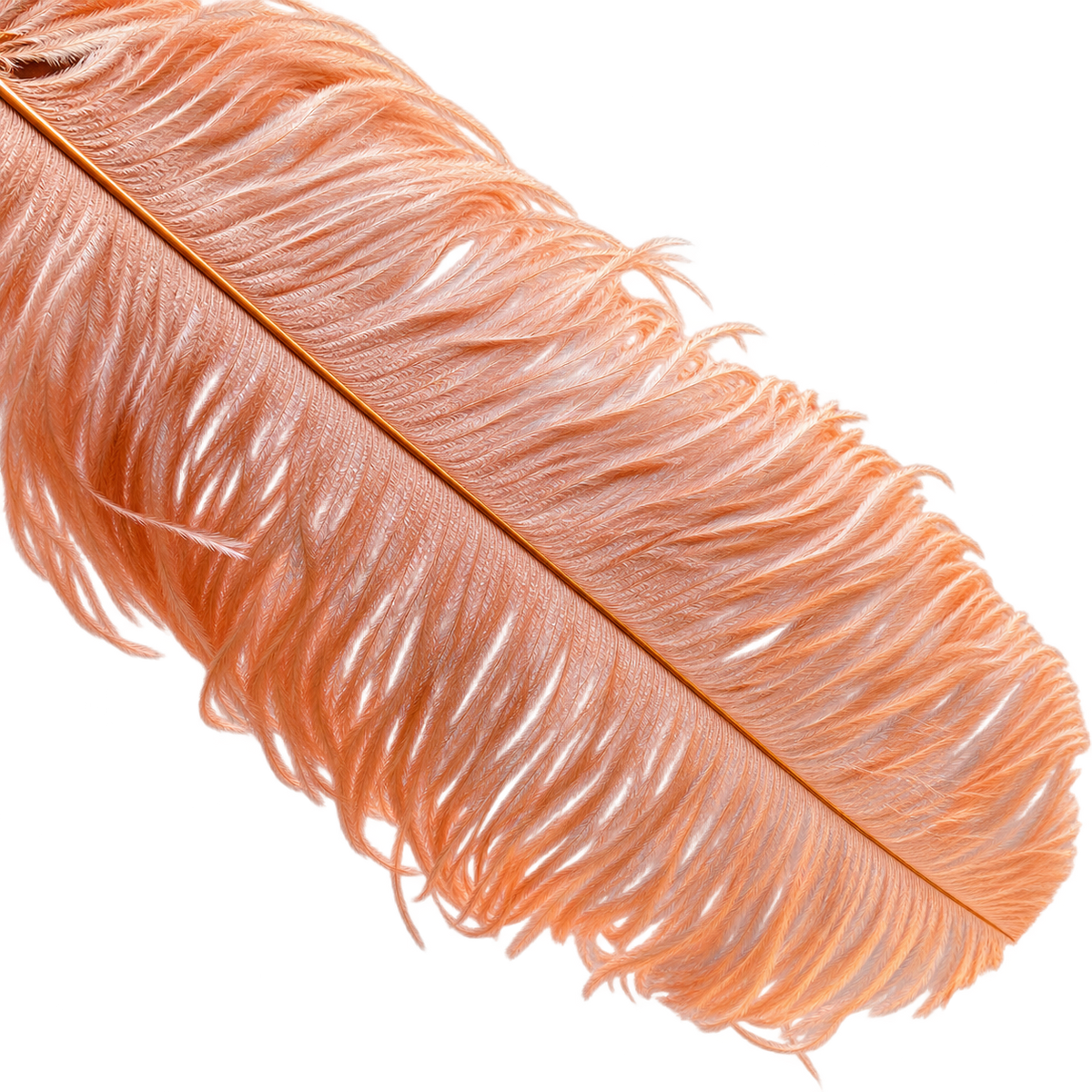 22-24 Inch Ostrich Feathers | 12 Pieces