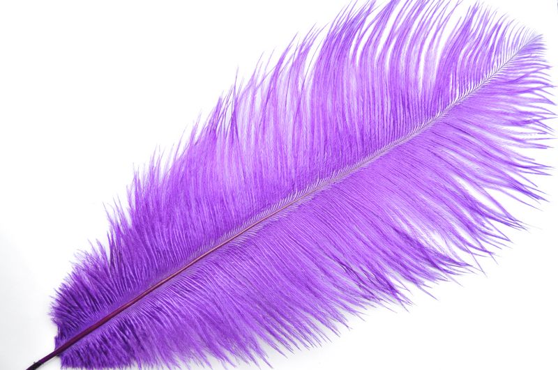 8-10 Inch Ostrich Feathers | 100 Pieces FeatherParadise.com