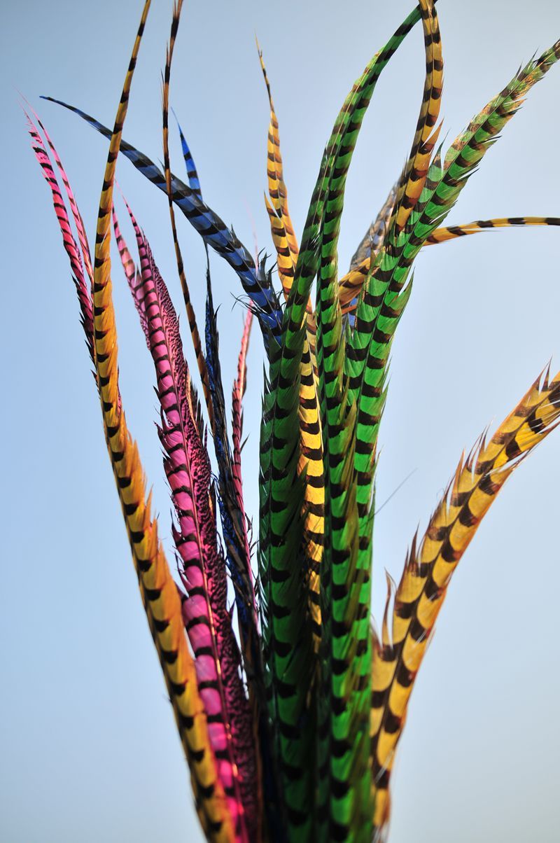 Ringneck Pheasant Side Tail Feathers – 10–12 Inch | 12 Pieces