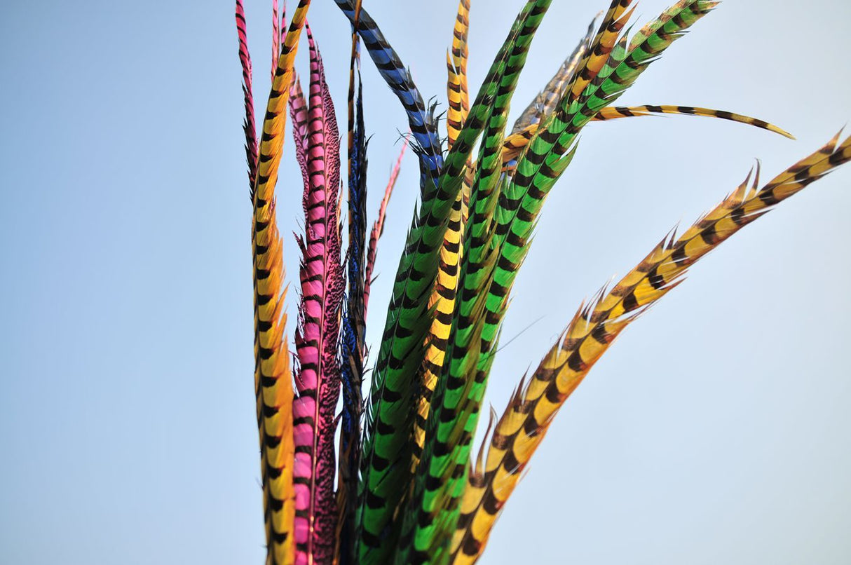 Ringneck Pheasant Side Tail Feathers – 10–12 Inch | 12 Pieces FeatherParadise.com