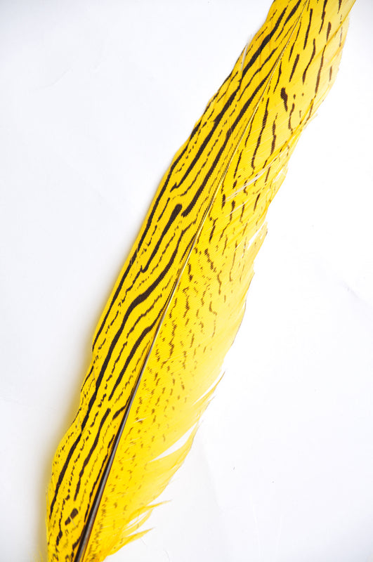 12 Pieces Pheasant Feathers FeatherParadise.com