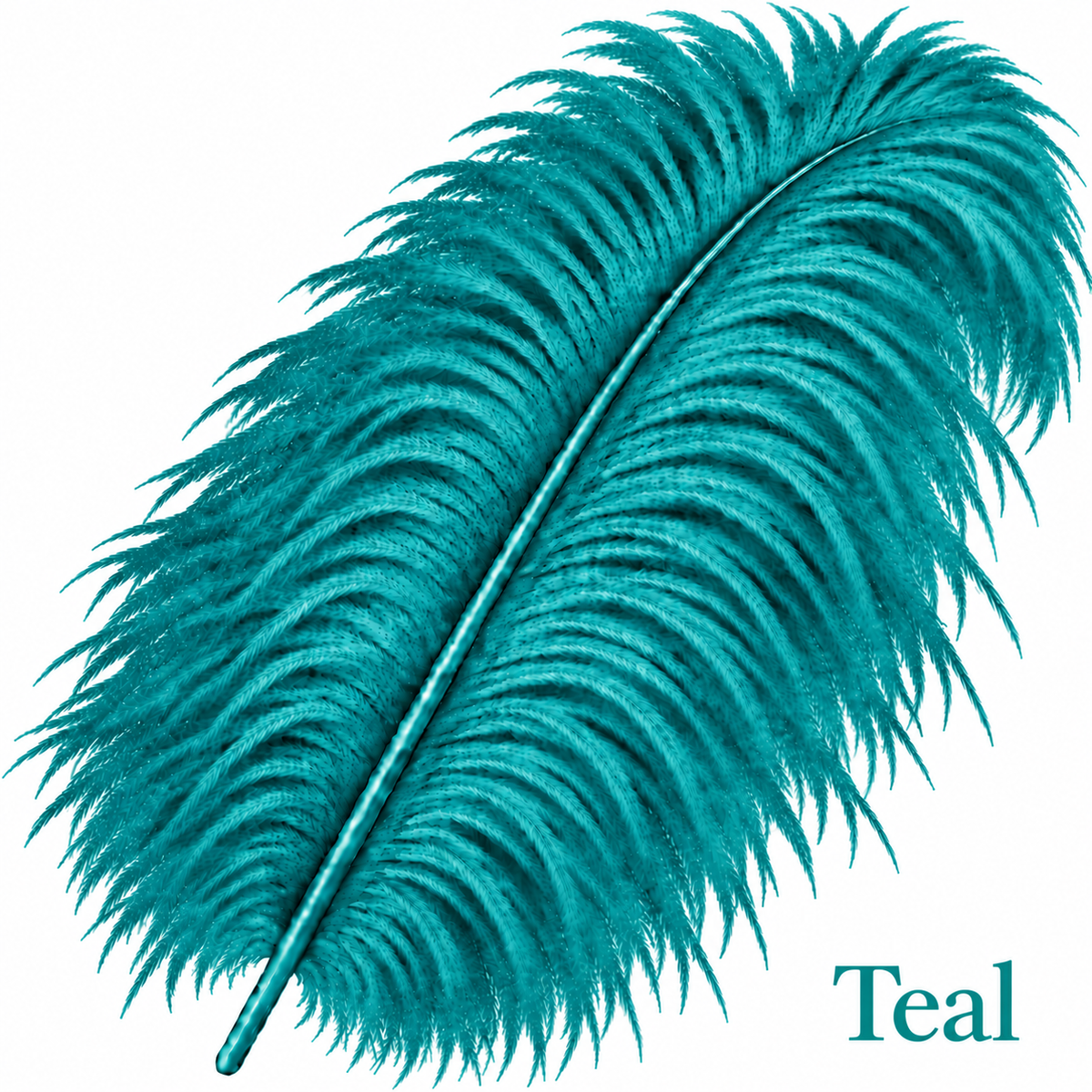 22-24 Inch Ostrich Feathers | 12 Pieces