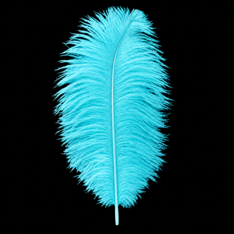 12-14 Inch Ostrich Feathers | 12 Pieces