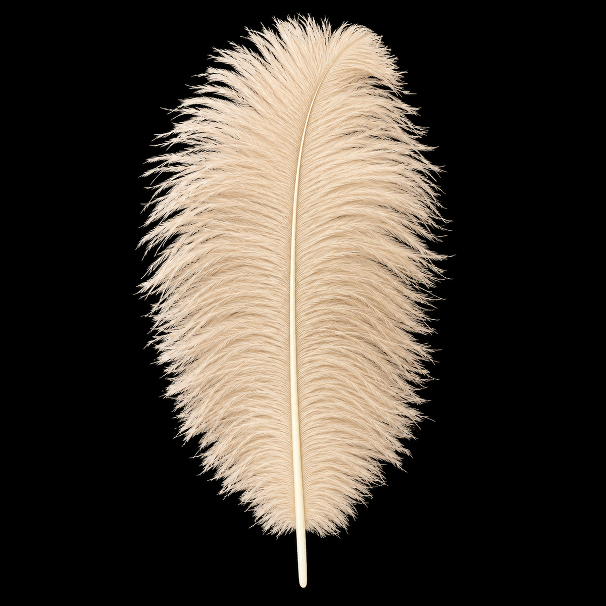 12-14 Inch Ostrich Feathers | 12 Pieces