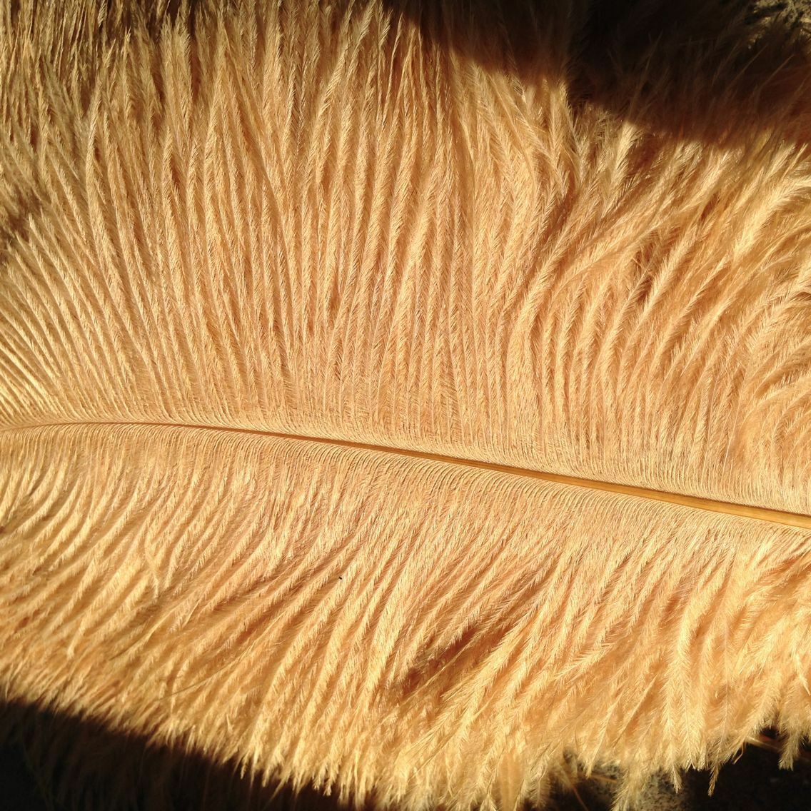 Black Ostrich Feathers 26-28 Inches