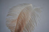 24-26 Inch Ostrich Feathers | 50 Pieces FeatherParadise.com