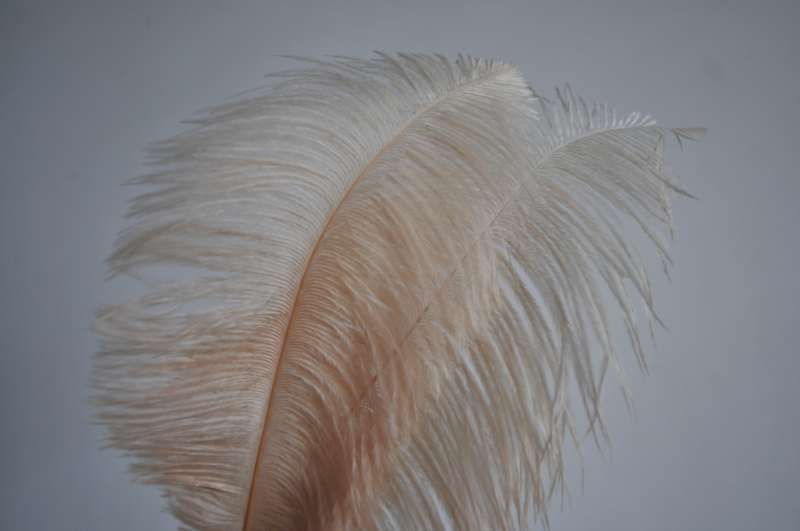 16-18 Inch Ostrich Feathers | 50 Pieces FeatherParadise.com