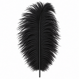 12-14 Inch Ostrich Feathers | 12 Pieces