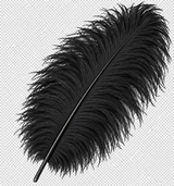 22-24 Inch Ostrich Feathers | 12 Pieces