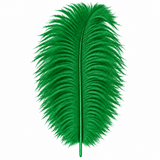 12-14 Inch Ostrich Feathers | 12 Pieces