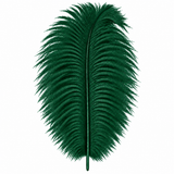 12-14 Inch Ostrich Feathers | 12 Pieces