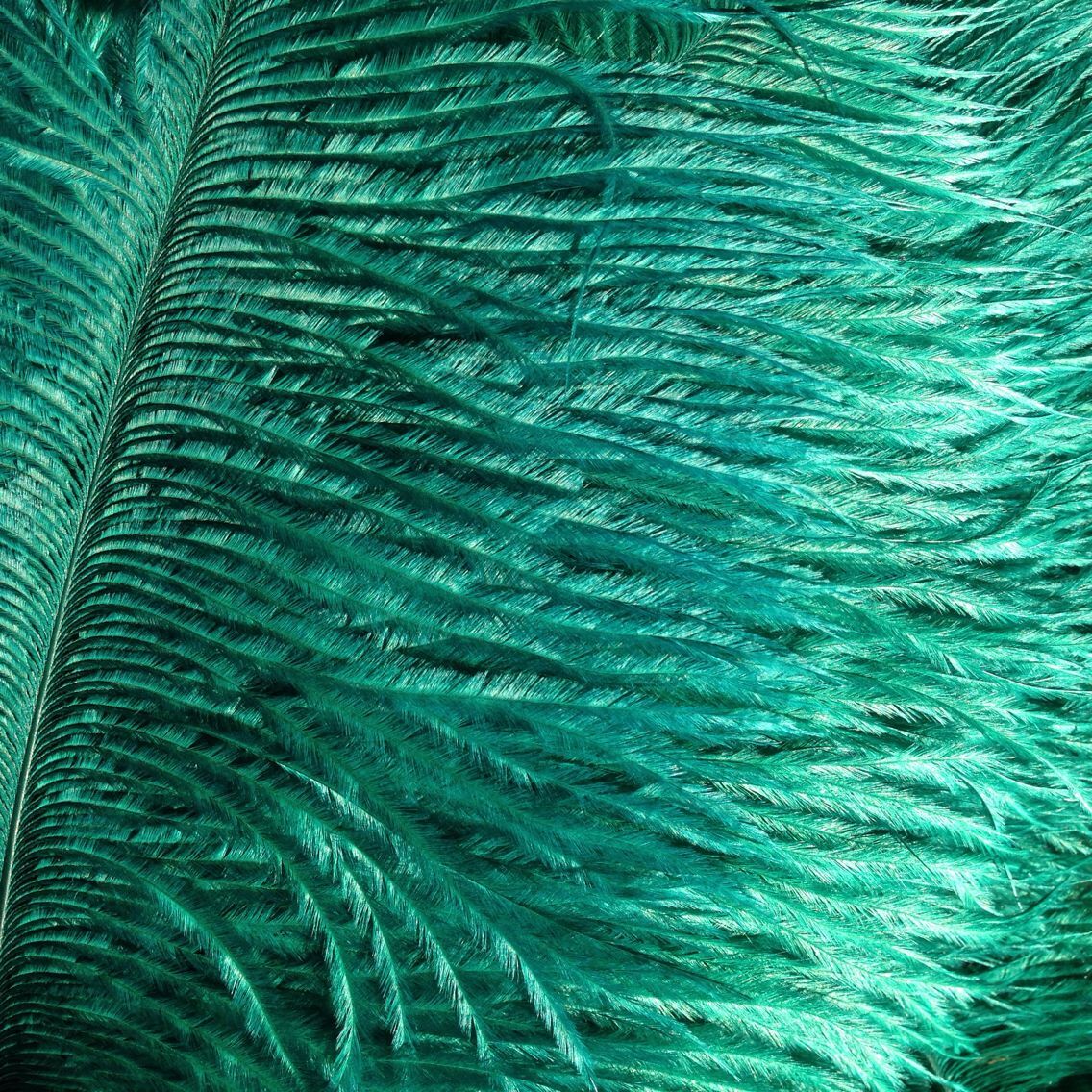 Bronze 8-10 Inches Ostrich Feathers 100 Pieces