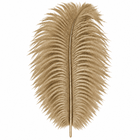 12-14 Inch Ostrich Feathers | 12 Pieces