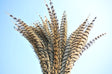 12 Pieces Pheasant Feathers FeatherParadise.com