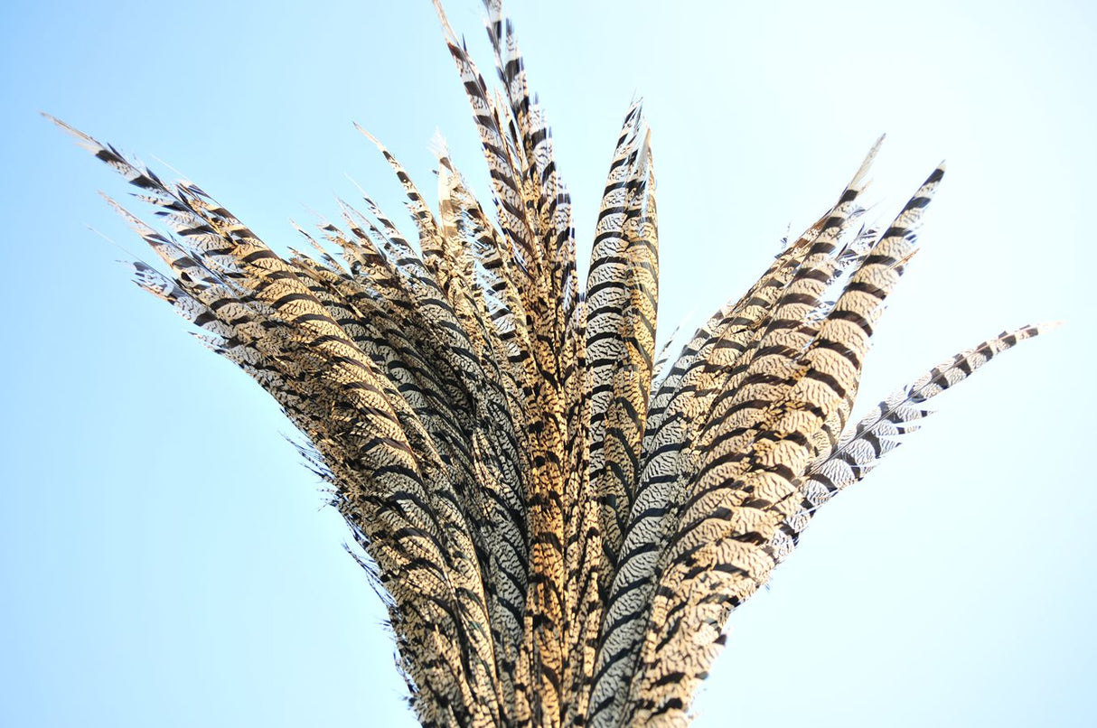 12 Pieces Pheasant Feathers FeatherParadise.com