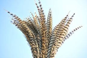 12 Pieces Pheasant Feathers FeatherParadise.com