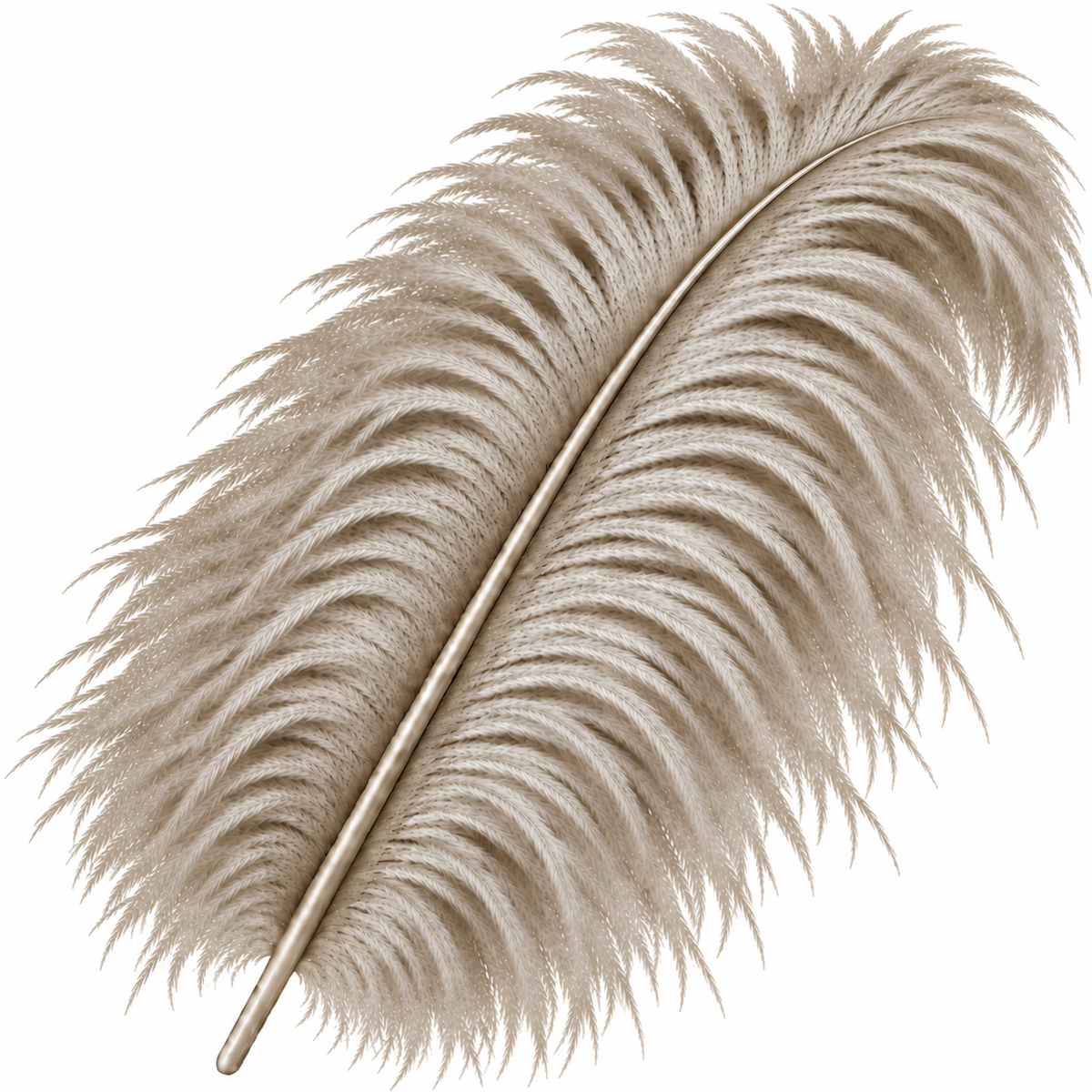 22-24 Inch Ostrich Feathers | 12 Pieces