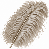 22-24 Inch Ostrich Feathers | 12 Pieces