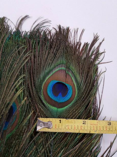 Black 8-10 Inches Ostrich Feathers 100 Pieces