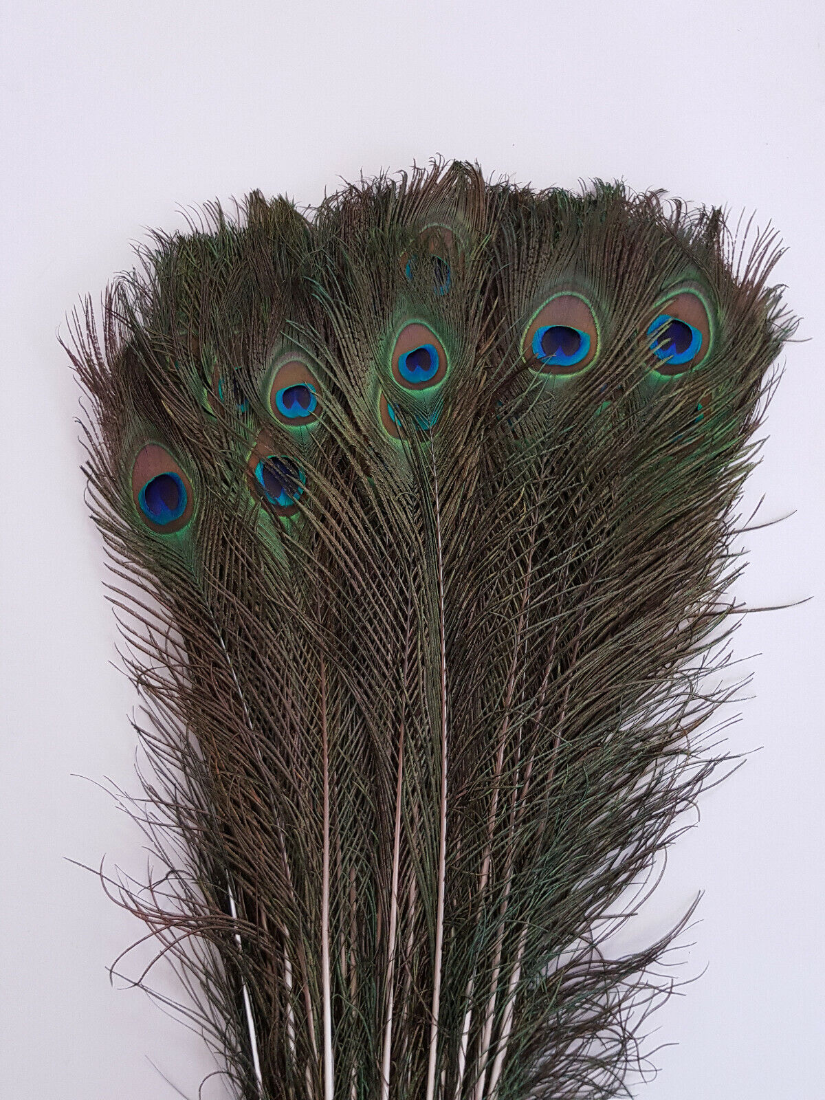 45 - 50 Inches Natural Peacock Feathers