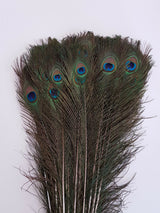 45 - 50 Inches Natural Peacock Feathers