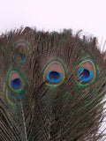Peacock Feathers