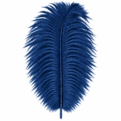 12-14 Inch Ostrich Feathers | 12 Pieces