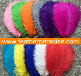 26-28 Inch Ostrich Feathers | 50 Pieces FeatherParadise.com
