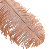 22-24 Inch Ostrich Feathers | 12 Pieces