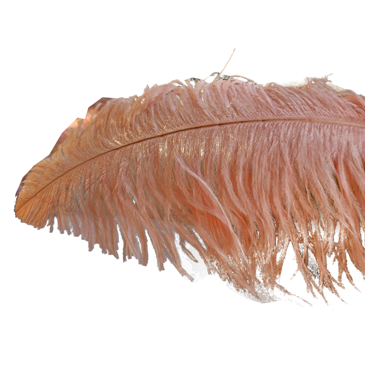 22-24 Inch Ostrich Feathers | 12 Pieces
