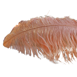 22-24 Inch Ostrich Feathers | 12 Pieces