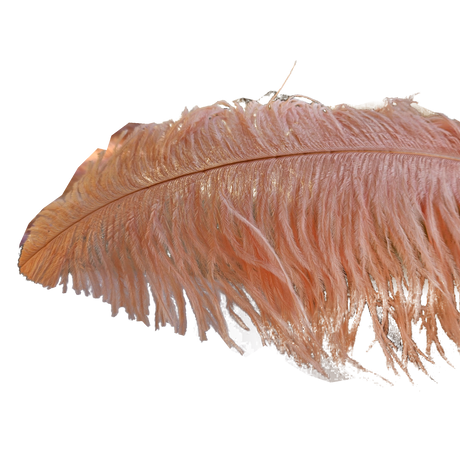 22-24 Inch Ostrich Feathers | 12 Pieces