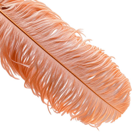 22-24 Inch Ostrich Feathers | 12 Pieces