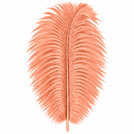 12-14 Inch Ostrich Feathers | 12 Pieces