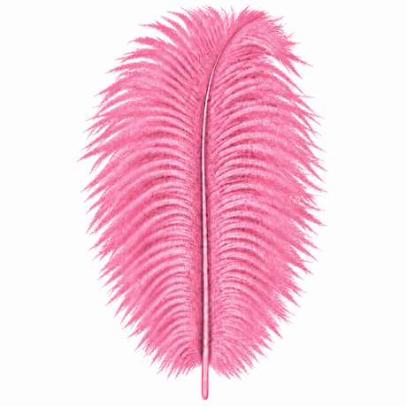 12-14 Inch Ostrich Feathers | 12 Pieces