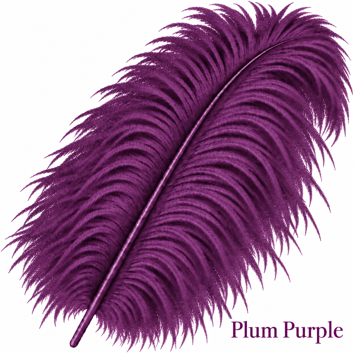 22-24 Inch Ostrich Feathers | 12 Pieces