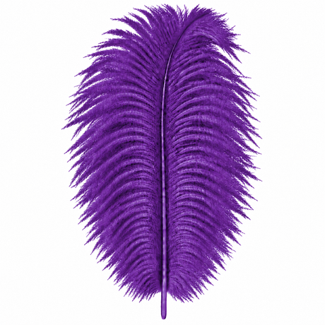12-14 Inch Ostrich Feathers | 12 Pieces