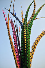 Ringneck Pheasant Side Tail Feathers – 10–12 Inch | 12 Pieces