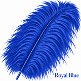 22-24 Inch Ostrich Feathers | 12 Pieces