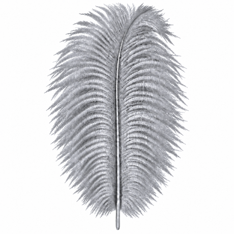 12-14 Inch Ostrich Feathers | 12 Pieces