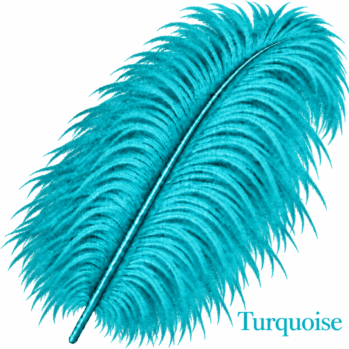 22-24 Inch Ostrich Feathers | 12 Pieces