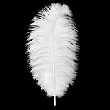 12-14 Inch Ostrich Feathers | 12 Pieces