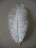 Ostrich Feathers