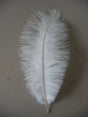 Aqua Blue 8-10 Inches Ostrich Feathers 100 Pieces