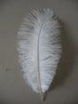 Aqua Blue Ostrich Feathers 24-26 Inches